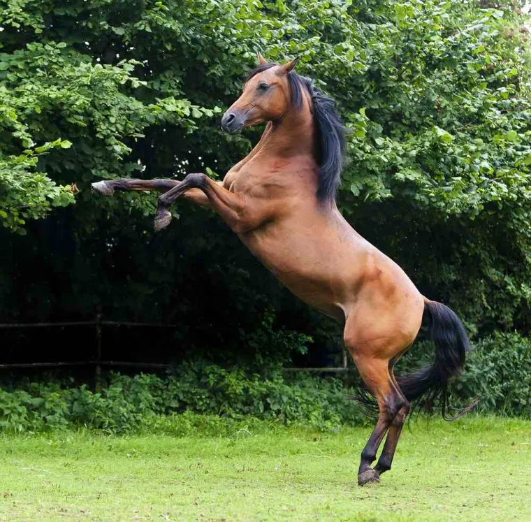 Silicones d'amortissement pour chevaux, Hirson, MONSIEUR MATEO ROPPE