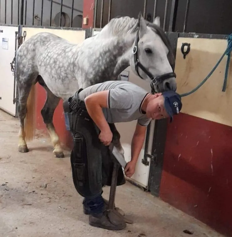 Ferrage cheval à Cambrai, Hirson, MONSIEUR MATEO ROPPE