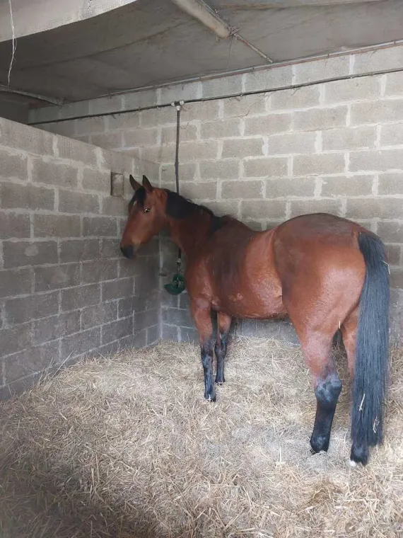 Parage des sabots hivernal de chevaux à Hirson, Hirson, MONSIEUR MATEO ROPPE